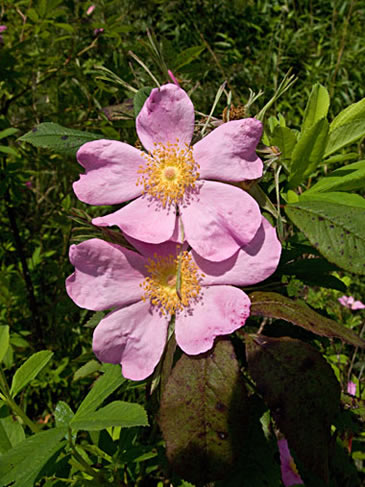 more flowers